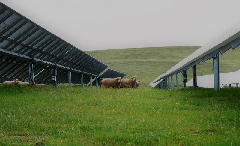 CICYTEX ensayará estrategias de gestión ganadera en plantas fotovoltaicas extremeñas para hacerlas más sostenibles
