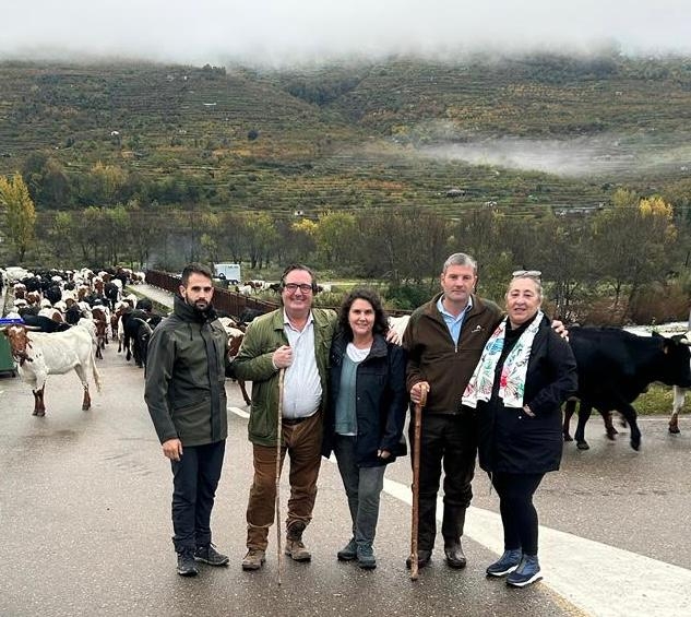 500 cabezas de vacuno recorren en ruta trashumante el Valle del Jerte