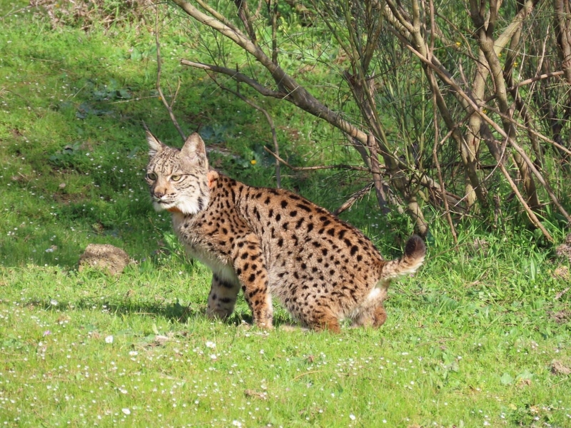 Extremadura celebra que el lince ibérico deje de estar en peligro de extinción