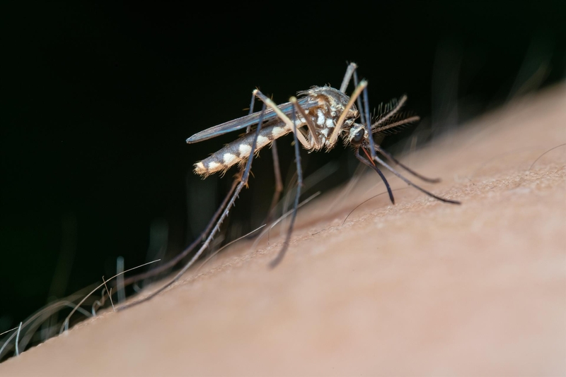 Confirmados tres nuevos casos de fiebre del Nilo Occidental en Extremadura