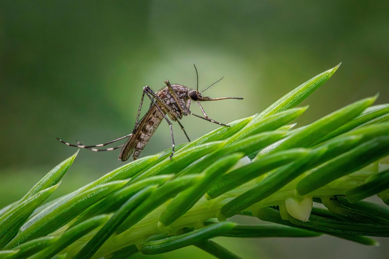 El SES confirma un nuevo ingreso por fiebre del Nilo Occidental en Extremadura y seis casos asintomáticos