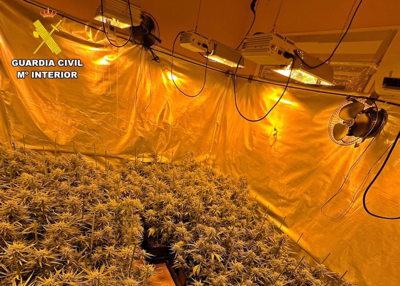La Guardia Civil interviene más de 900 plantas de marihuana en Puebla de la Calzada y detiene a su propietario
