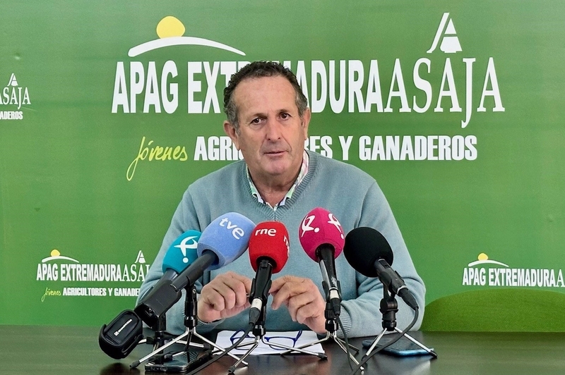La campaña de recogidas de aceituna está ya al 99% en Extremadura y arroja una 
