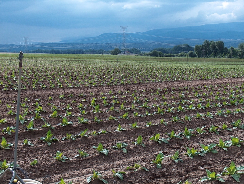 Cetarsa contrata 15,6 millones de kilos de tabaco en la campaña 2025/2026, un 1% más que en la pasada temporada
