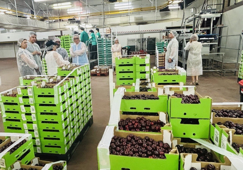 La recolección de cereza en el Valle del Jerte afronta los últimos días de una campaña 'normal'