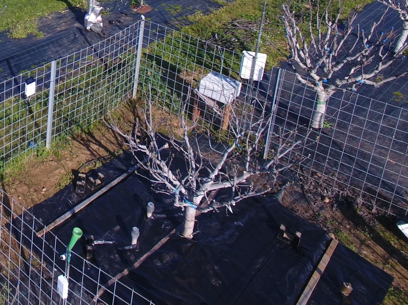 Extremadura presenta en Australia sus investigaciones sobre el riego en higueras y frutales de hueso