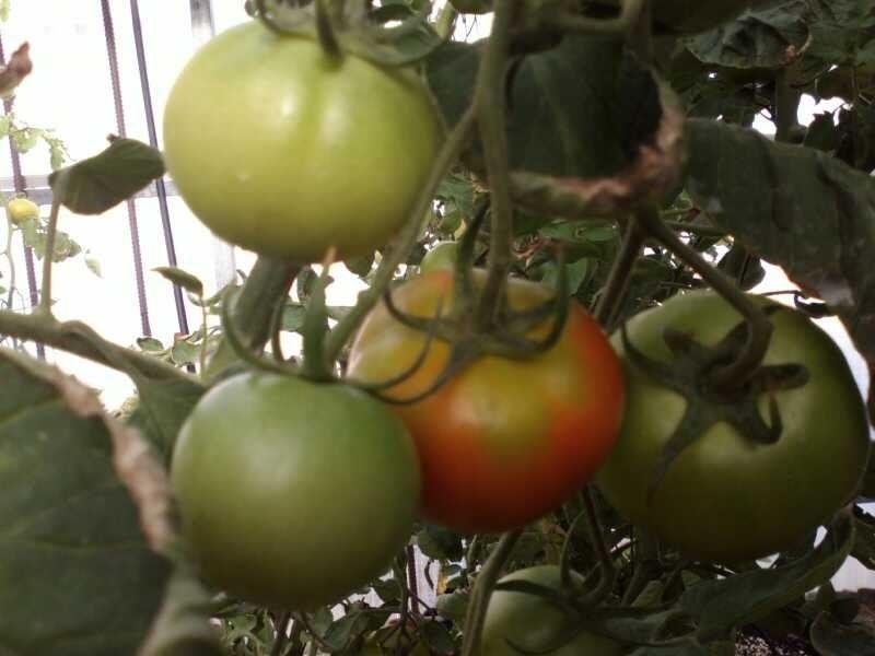 Cristina Herrera anuncia que se pondrá una especial atención al derrame de líquido durante el transporte del tomate