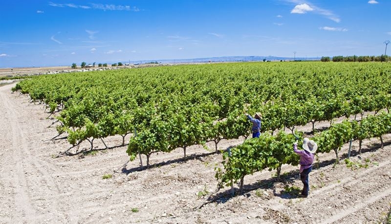 Más de 200 viticultores extremeños reciben 5,5 millones en ayudas a la reestructuración y reconversión de viñedo