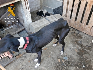 Investigan a una vecina de Zafra por maltratar supuestamente a unos perros 