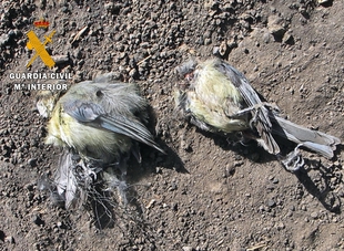La Guardia Civil sorprende a un vecino de Calzadilla de los Barros capturando pájaros con artes prohibidas