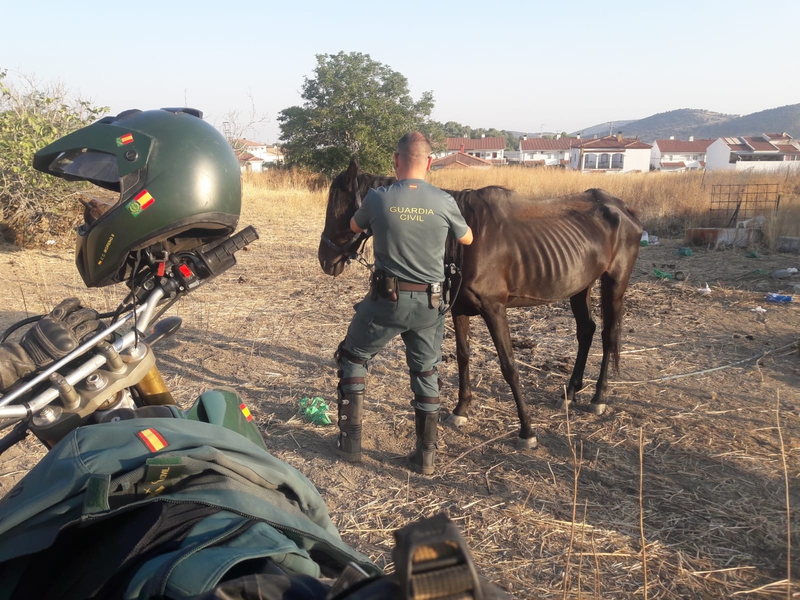 Investigan por maltrato al dueño de seis perros en Jerez de los Caballeros y al de un caballo en La Parra