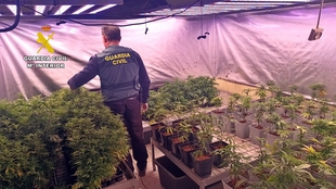Desmantelada una plantacin de marihuana con 712 plantas en Villagarca de la Torre y detenido su responsable