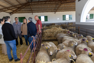 Diputación de Cáceres adjudica 163 cabezas de ganado ovino Merino Precoz a 33 ganaderos y ganaderas