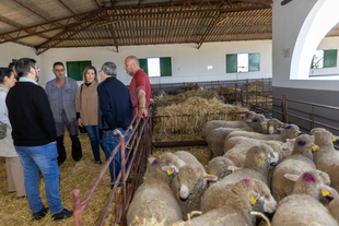 Diputacin de Cceres adjudica 163 cabezas de ganado ovino Merino Precoz a 33 ganaderos y ganaderas
