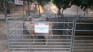 La Diputacin de Badajoz ha participado en la XII ''Vive la Trashumancia y IV Feria del Queso Artesano'' de Valverde de Legans