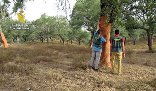 Tres investigados por sustraer corcho en una finca de Jerez de los Caballeros valorado en 12.000 euros