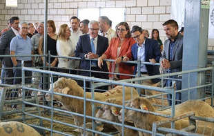 La solucin del sector ovino ''no est en la resignacin, sino en la tecnologa''