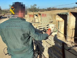 Investigado un hombre por cortarle las orejas a 26 perros 