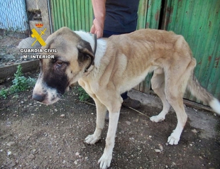Investigado un vecino de La Nava de Santiago por tener seis perros y dos asnos destrunidos y desatendidos