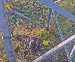 Localizan 13 aves electrocutadas en tendidos eléctricos, algunas de ellas protegidas