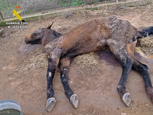 Investigado en Llerena por un supuesto delito de abandono de una yegua que murió sin asistencia y desnutrida