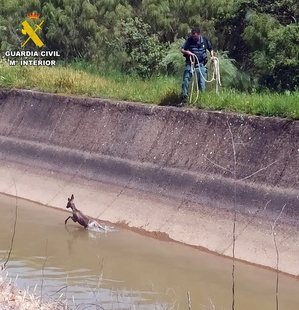 Rescatan un corzo atrapado en el Canal de riego 'Las Dehesas'