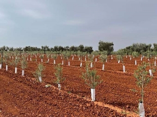 Comunidad de Labradores de Almendralejo reclama 