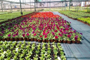 Los ayuntamientos ya pueden solicitar plantas ornamentales de primavera del vivero de la Diputación de Cáceres