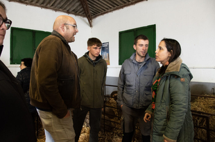 Récord absoluto en las peticiones para la subasta de ganado Merino Precoz de la Diputación de Cáceres