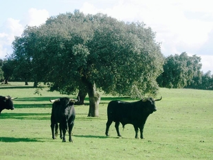 Táliga celebrará del 21 al 27 de abril la XIV Feria Cultural 'Dehesa y Toro'