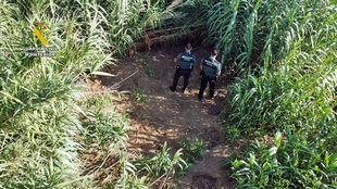 Investigado un vecino de Benquerencia por mantener una plantación de marihuana en la ribera del río Zujar