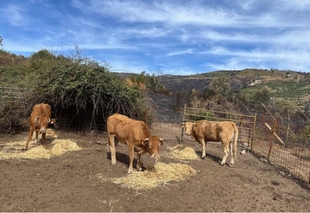 La Diputación de Cáceres continúa el reparto de pacas de paja para los ganaderos y ganaderas de los municipios afectados por los incendios