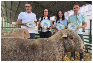 La ganadería Merino Precoz de la Diputación de Cáceres vuelve a mostrar su excelencia en Zafra