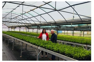 Comienza el reparto de la nueva campaña de plantas ornamentales de invierno