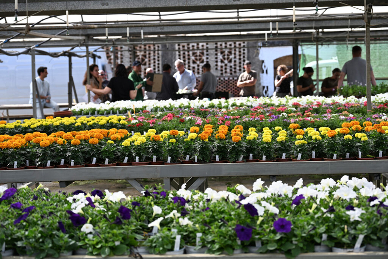 Diez años repartiendo flores: los municipios empiezan a recoger plantas de temporada del vivero de la Diputación de Cáceres