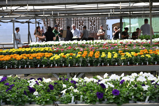 Diez años repartiendo flores: los municipios empiezan a recoger plantas de temporada del vivero de la Diputación de Cáceres