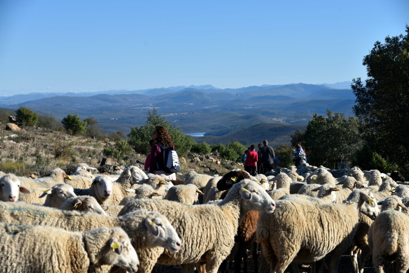 Vuelve una nueva edición de la Ruta de la Transhumancia en la Reserva de la Biosfera de Monfragüe
