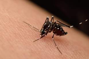El SES confirma un nuevo caso de fiebre del Nilo Occidental en Don Benito