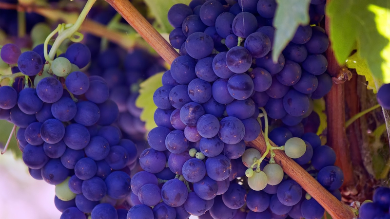 APAG Extremadura Asaja afirma que se dan ''las condiciones más favorables'' para que suba el precio de la uva