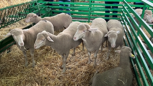 La Junta de Extremadura publica el trámite de audiencia de la ayuda asociada a explotaciones de ovino y caprino de la solicitud única de 2022