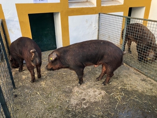 El CENSYRA subastará en abril 25 machos de porcino de raza Duroc