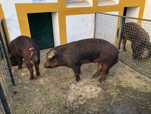 El CENSYRA subastar en abril 25 machos de porcino de raza Duroc