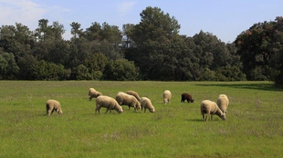 La Junta amplía el plazo para realizar pastoreo controlado con ganado ovino como medida de prevención de incendios forestales