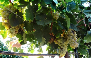 Un total de 238 agricultores extremeños podrán beneficiarse de la ayuda a la cosecha en verde de uva para vinificación