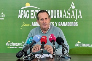 La campaña de recogidas de aceituna está ya al 99% en Extremadura y arroja una 
