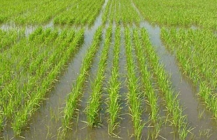 La producción de arroz se recupera tras dos años de sequía y es un 69% superior a la de la anterior campaña