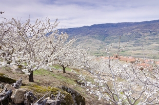 Extremadura da a conocer su patrimonio natural y cultural a prensa especializada de Dinamarca y Bélgica