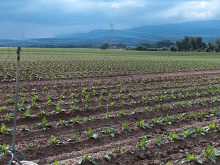 Cetarsa contrata 15,6 millones de kilos de tabaco en la campaña 2025/2026, un 1% más que en la pasada temporada