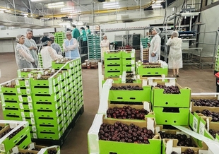 La recolección de cereza en el Valle del Jerte afronta los últimos días de una campaña 'normal'