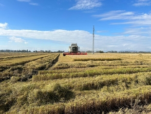 La Junta se adhiere a la reivindicaciones que el sector arrocero extremeño ha trasladado al ministro de Agricultura